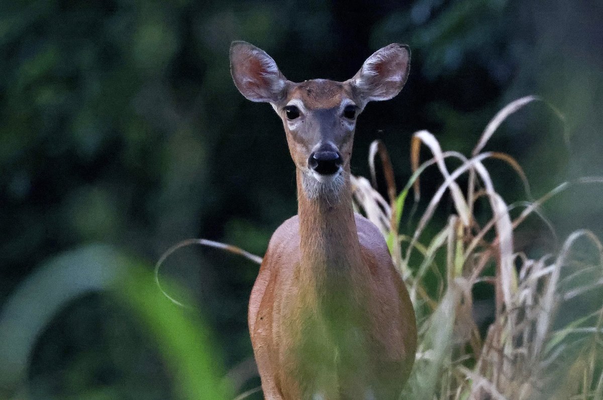 outdoorsmencom's tweet photo. Harvesting a few antlerless deer per season is a key component to managing a healthy deer herd.
-
-
#hunting #whitetail #huntingseason #deerhunting #bowhunting #antlerless https://t.co/4nL1Psf2o3