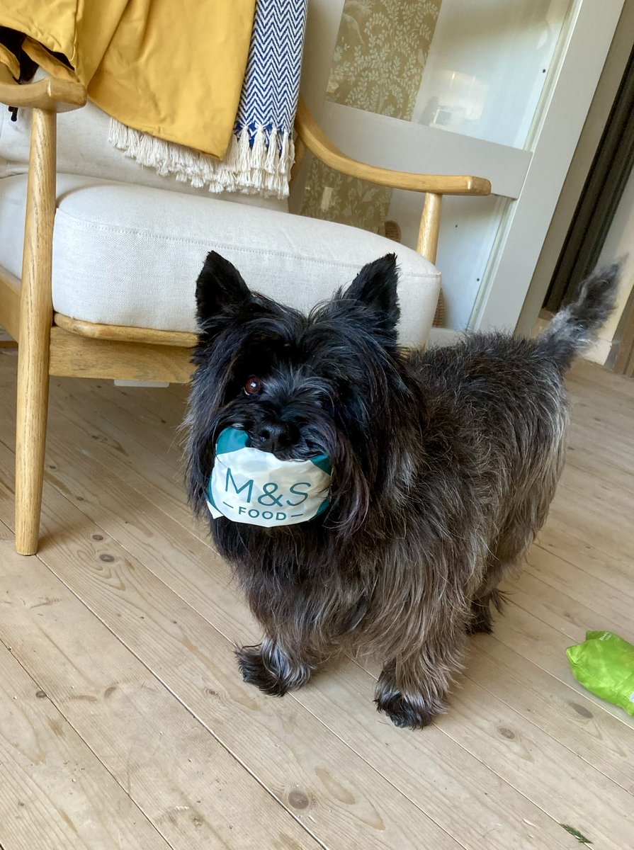 JamesFraser10's tweet photo. @marksandspencer I think wee Teddi is trying to tell us something! I want my dinner, and to be fair he does have M&amp;S tinned corned beef or tongue with his biscuits, and a cooked chicken thigh for dinner… https://t.co/isqCiyIb9p