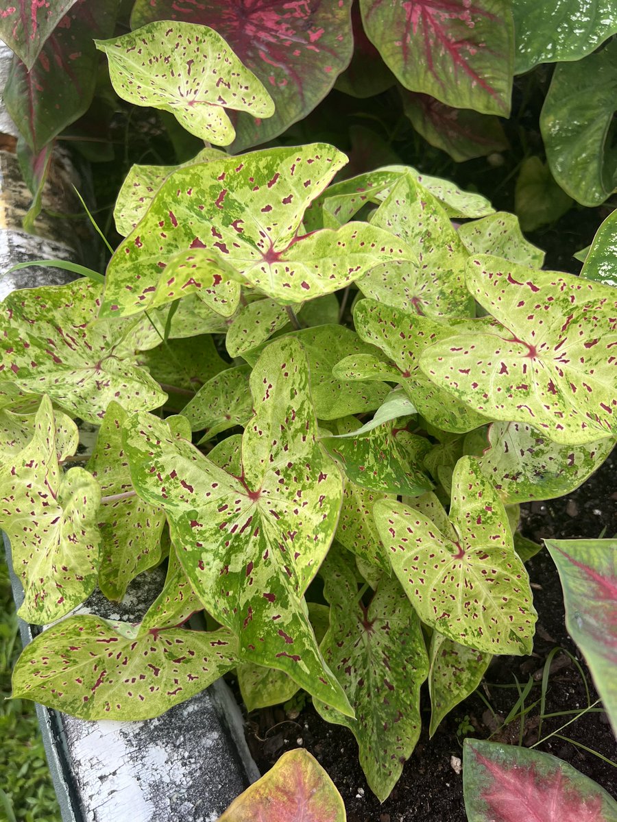 UfLettuce's tweet photo. #caladiums from the @UF_IFAS #breeding program @zhanaodeng creations! #pretty #beautiful plant breeders making your life #colorful @UFPlantbreeding @FloridaMGs https://t.co/kr0ZXz2I8D