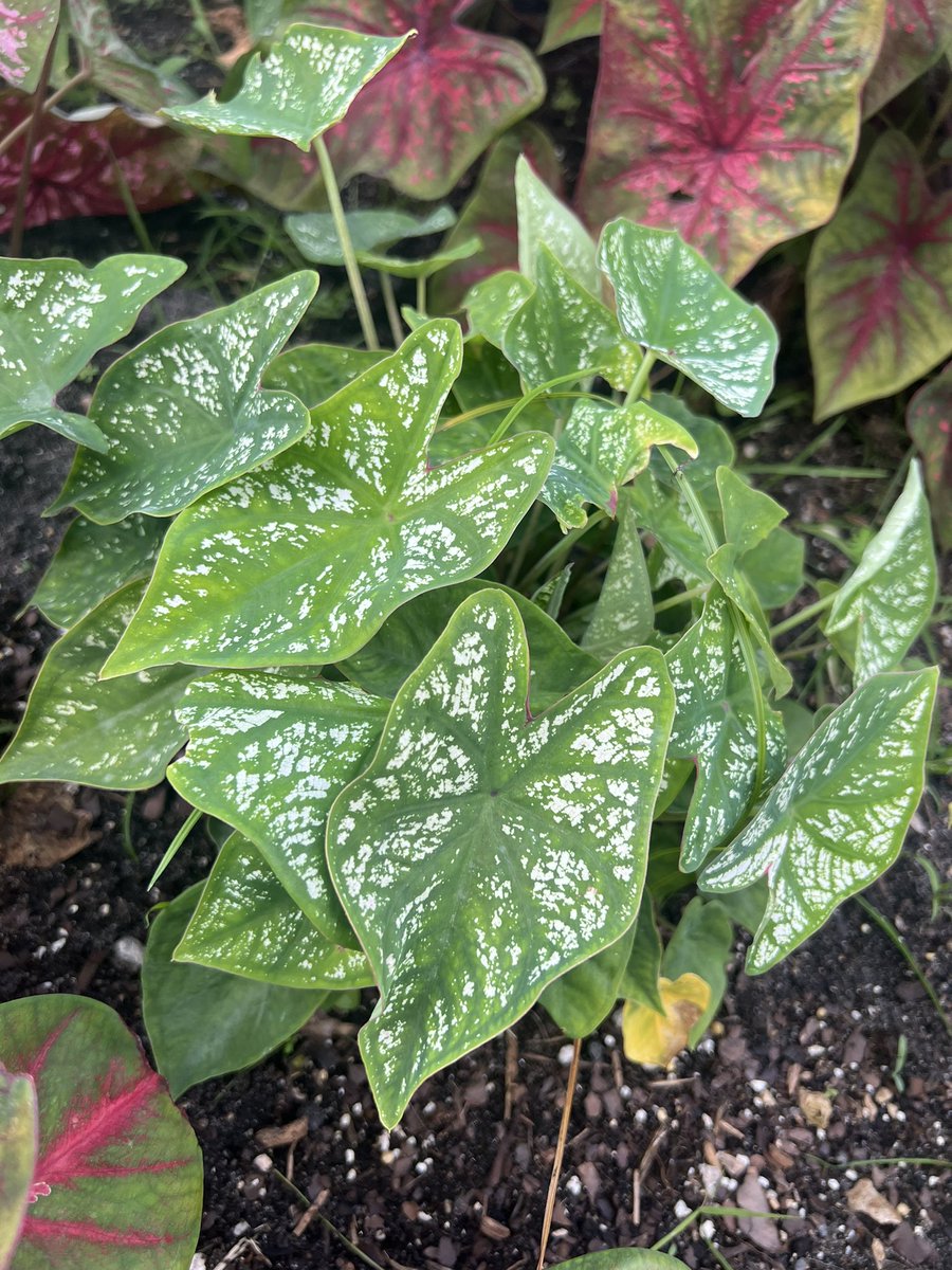 Lettuce Breeding UF (@uflettuce) on Twitter photo #caladiums from the <a href="/UF_IFAS/">UF IFAS Solutions</a> #breeding program <a href="/zhanaodeng/">UF_ZhanaoDeng</a> creations! #pretty #beautiful plant breeders making your life #colorful <a href="/UFPlantbreeding/">UF/IFAS-PlantBreeding</a> <a href="/FloridaMGs/">FL Master Gardener Volunteer Program</a> #caladiums from the <a href="/UF_IFAS/">UF IFAS Solutions</a> #breeding program <a href="/zhanaodeng/">UF_ZhanaoDeng</a> creations! #pretty #beautiful plant breeders making your life #colorful <a href="/UFPlantbreeding/">UF/IFAS-PlantBreeding</a> <a href="/FloridaMGs/">FL Master Gardener Volunteer Program</a>