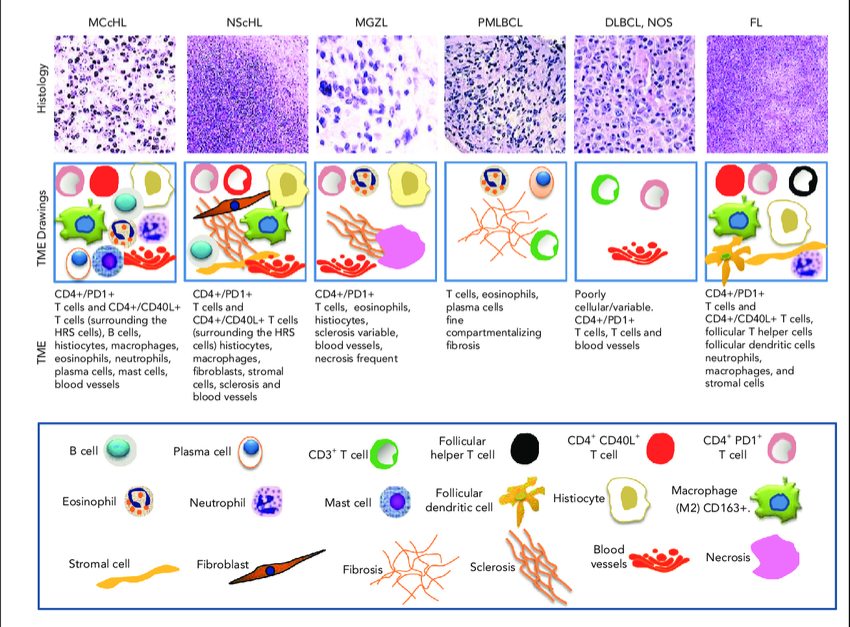 Felipe Templo Jr. ,MD, MBA 🕊 tweet media