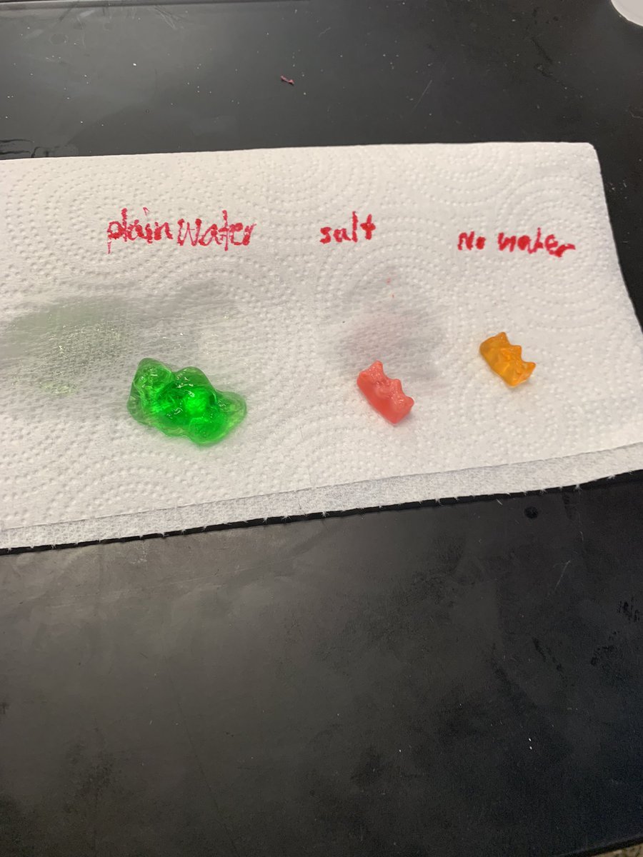 ShimekaD's tweet photo. This week students completed the gummy bear osmosis lab to investigate how osmosis helps the cell maintain homeostasis.  
#everydayubuntu #built4bibb
@BibbSchools @SWPatriots https://t.co/yXnJj9Ikxe