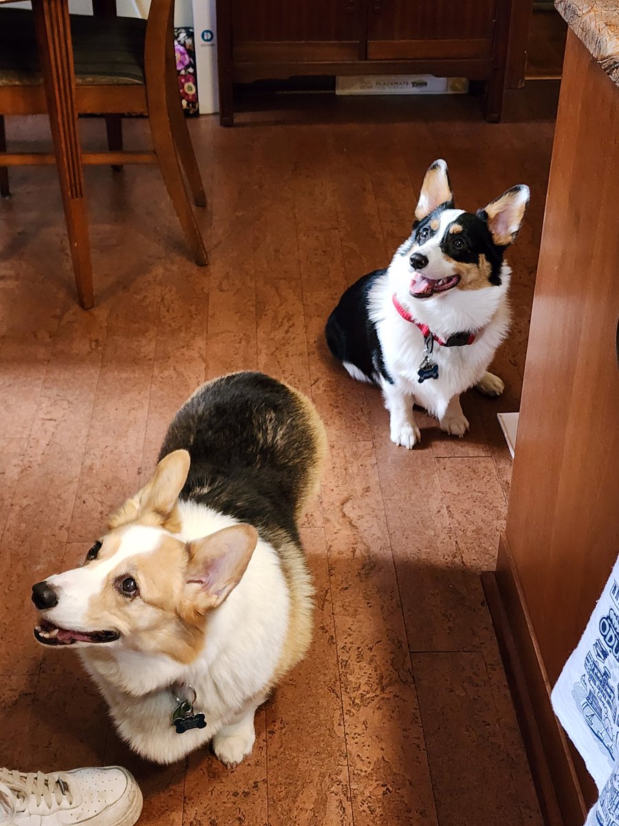 bsutelan's tweet photo. @NicolleDWallace our corgis, Liffey (front) and Poldy (back) safe in Norfolk, VA. https://t.co/uEx0s7MlTS