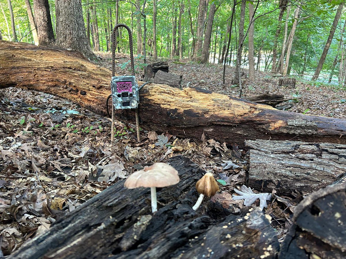 Anyone ever run a camera trap to see what eats mushrooms? 🍄 🍄‍🟫