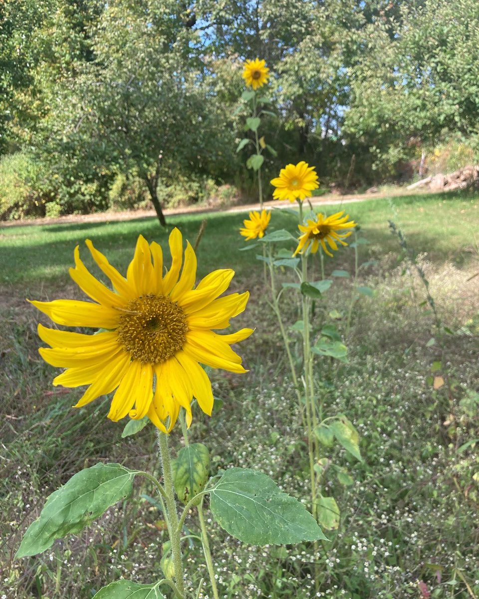 MicheleDMorin's tweet photo. “Strive for peace with everyone, and for the holiness without which no one will see the Lord.”  (Hebrews 12:14)

#livingourdays
#sunflowerseason
#firstpumpkin
#AlmostAutumn https://t.co/tSXArselrc