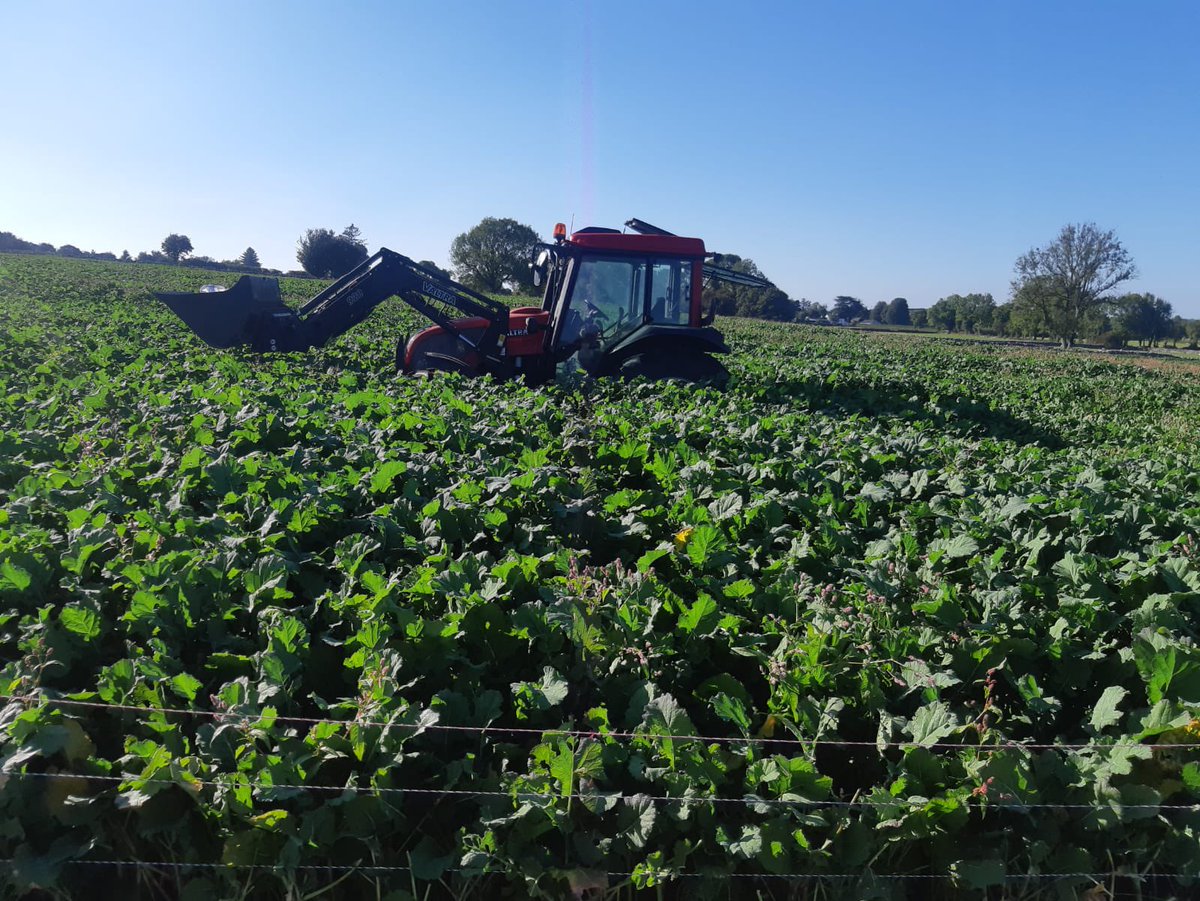 Redstart sown since June 20th, powering on with the bit of sun these days, sown in ideal conditions back in June so just goes to show - well sown is half grown!@Germinal_Ire <a href="/scoff1970/">Shane Coffey</a>