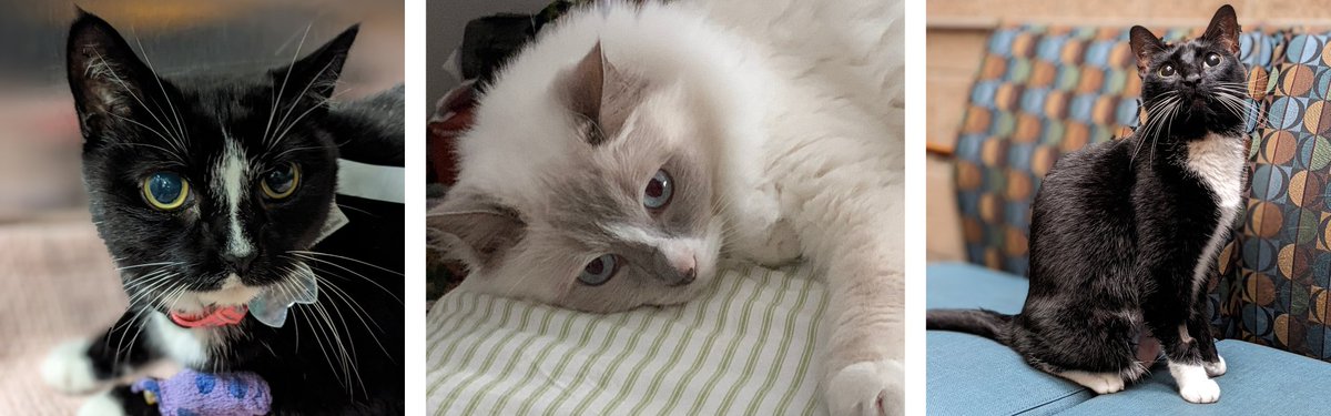 UW Engineering (@uwengineering) on Twitter photo Ureteral stones in cats often require surgery, but researchers from <a href="/UMNews/">University of Minnesota</a> & <a href="/ME_at_UW/">Mechanical Engineering at UW</a> are developing a non-invasive treatment using burst-wave lithotripsy (BWL) 🐈. Early trials show promise in safely breaking stones without incisions. Learn more: profiles-vetmed.umn.edu/article/pionee… Ureteral stones in cats often require surgery, but researchers from <a href="/UMNews/">University of Minnesota</a> & <a href="/ME_at_UW/">Mechanical Engineering at UW</a> are developing a non-invasive treatment using burst-wave lithotripsy (BWL) 🐈. Early trials show promise in safely breaking stones without incisions. Learn more: profiles-vetmed.umn.edu/article/pionee…