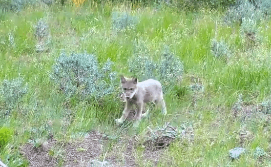 SE_Future's tweet image. Wolf Stories – Part 4 dlvr.it/TDPg1B