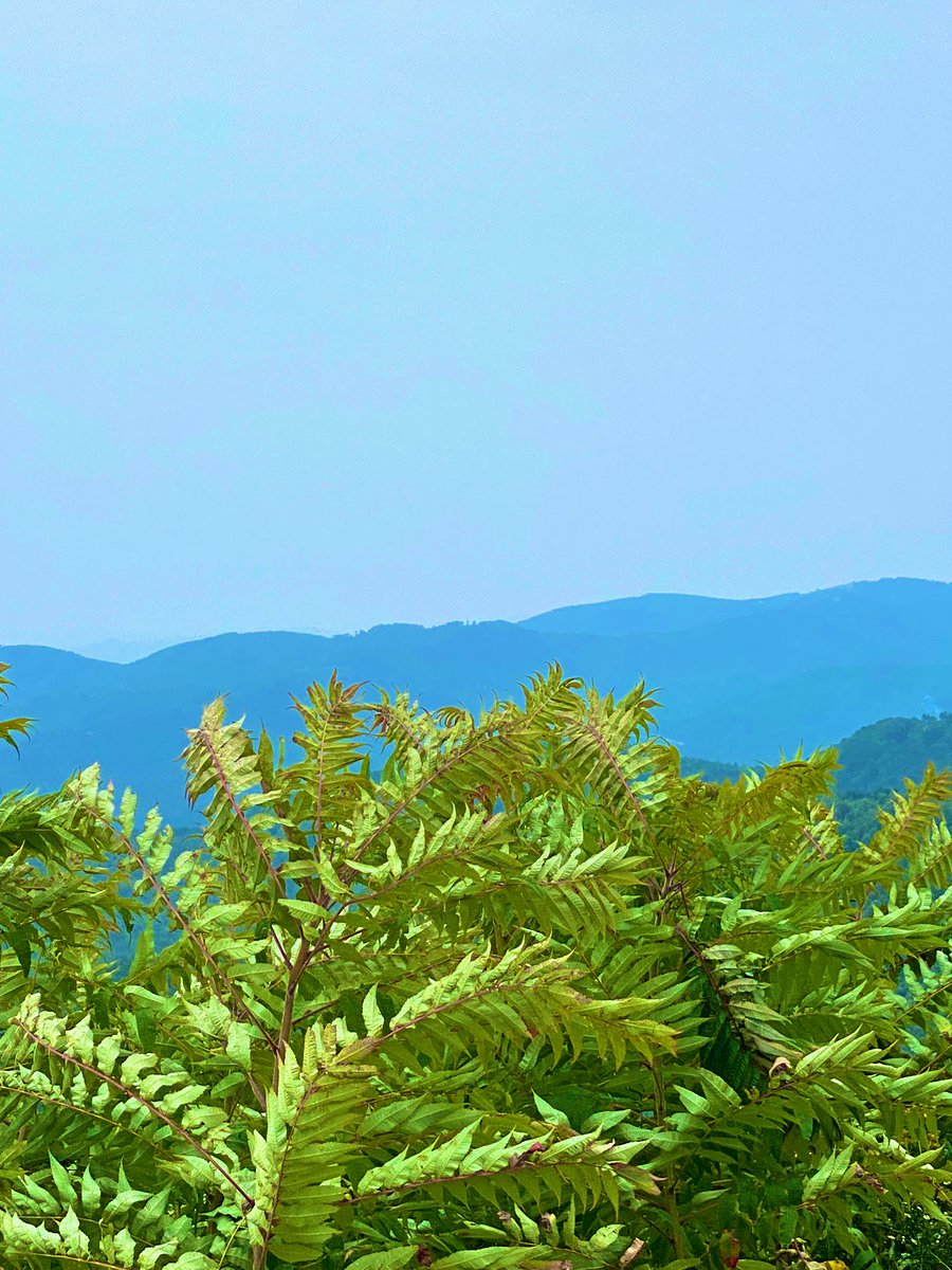 TealSeptember's tweet photo. Scenic spot in #WataugaCounty, #NorthCarolina,#ElkMountainOverlook
Parkway
#Boone #NC #BlueRidgeParkway .From this view you can see an area of #WilkesCounty, #NC,you would be looking at #Parsonsville and #Purlear .
Parkway Milepost: 274.0 https://t.co/fHhs47bT0B