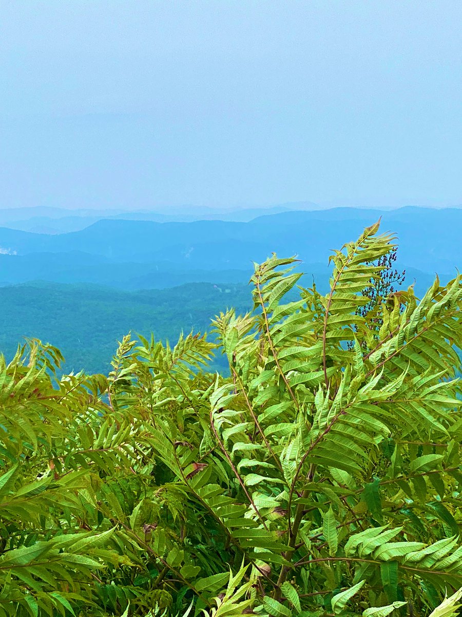 TealSeptember's tweet photo. Scenic spot in #WataugaCounty, #NorthCarolina,#ElkMountainOverlook
Parkway
#Boone #NC #BlueRidgeParkway .From this view you can see an area of #WilkesCounty, #NC,you would be looking at #Parsonsville and #Purlear .
Parkway Milepost: 274.0 https://t.co/fHhs47bT0B