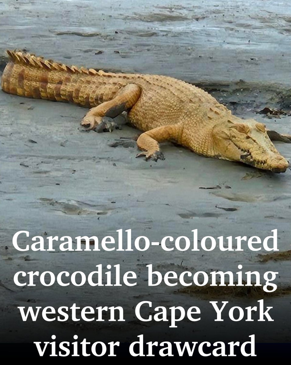 🐊A leucistic crocodile rarely seen in the wild has been astounding wildlife spotters on the western coast of remote Cape York. #Capeyork #Croc #FNQ