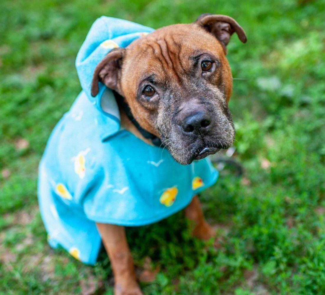 LisaBrabson's tweet photo. Darling Champ has lost everything he ever loved,now he is sick & DESPERATELY NEEDS MEDICAL CARE! He is so gentle, trying to b brave,but giving up, grieving over owners death.
PLZ #ADOPT #FOSTER OR #PLEDGE just plz don't let Champ Die. No pledge is too small.
#Pleasrt to HELP https://t.co/MWGJWQSJvg