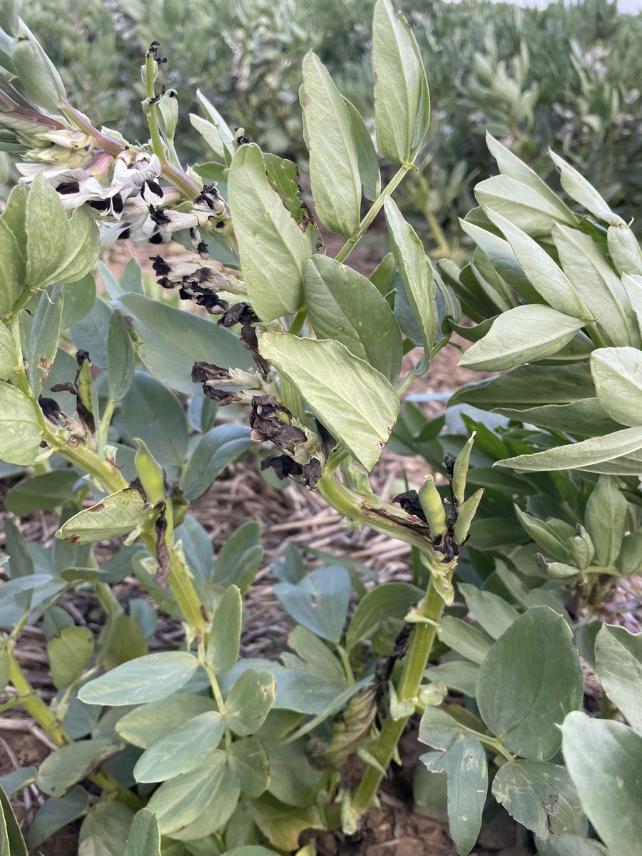 Greta Duff (@gduff_sfs) on Twitter photo Talk about resilience! 🫛Faba beans that copped a battering from hail a few weeks ago have managed to not only keep flowering but also start podding despite the broken branches 💪🏽 <a href="/SouthernFS/">Southern Farming Systems</a> #fababeans #haildamage #flowering Talk about resilience! 🫛Faba beans that copped a battering from hail a few weeks ago have managed to not only keep flowering but also start podding despite the broken branches 💪🏽 <a href="/SouthernFS/">Southern Farming Systems</a> #fababeans #haildamage #flowering