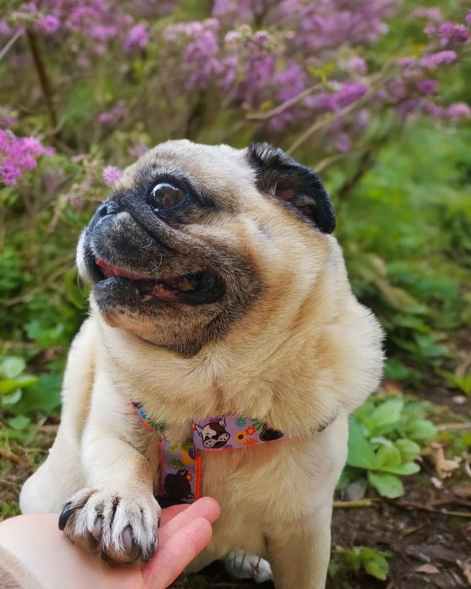 pugclub1's tweet image. #pug #mops #pugmania #puglife #cute #senior #love