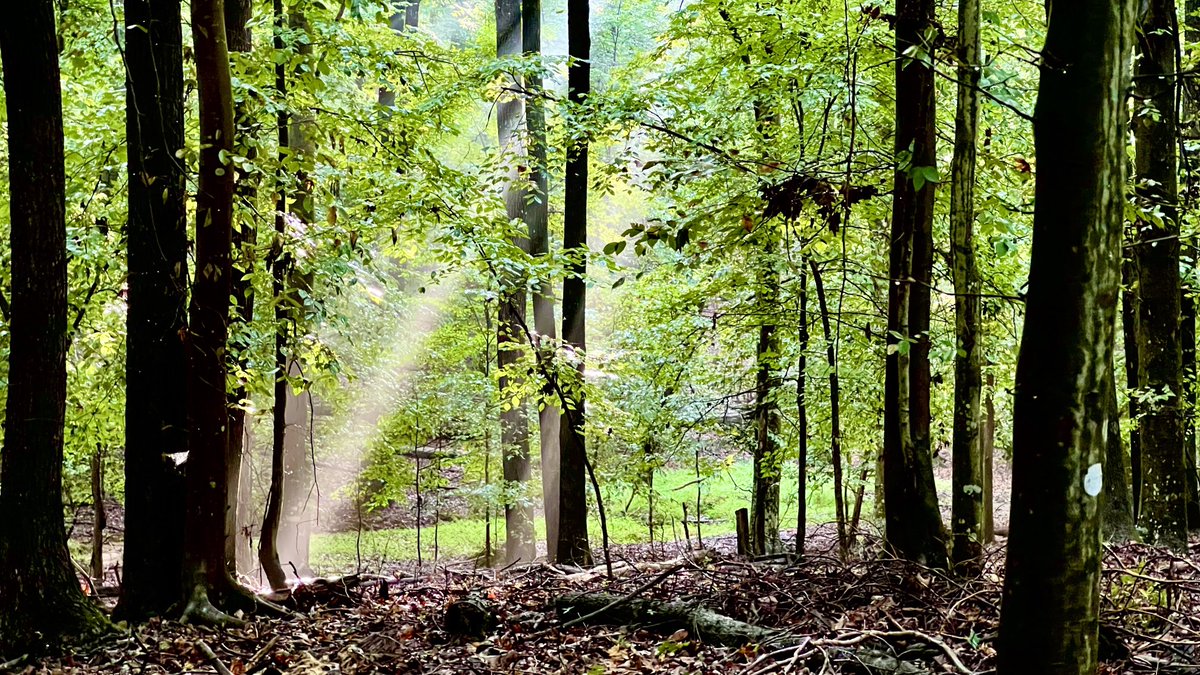 SQLJana's tweet image. Evening sun rays peering through the trees after a fresh rain!