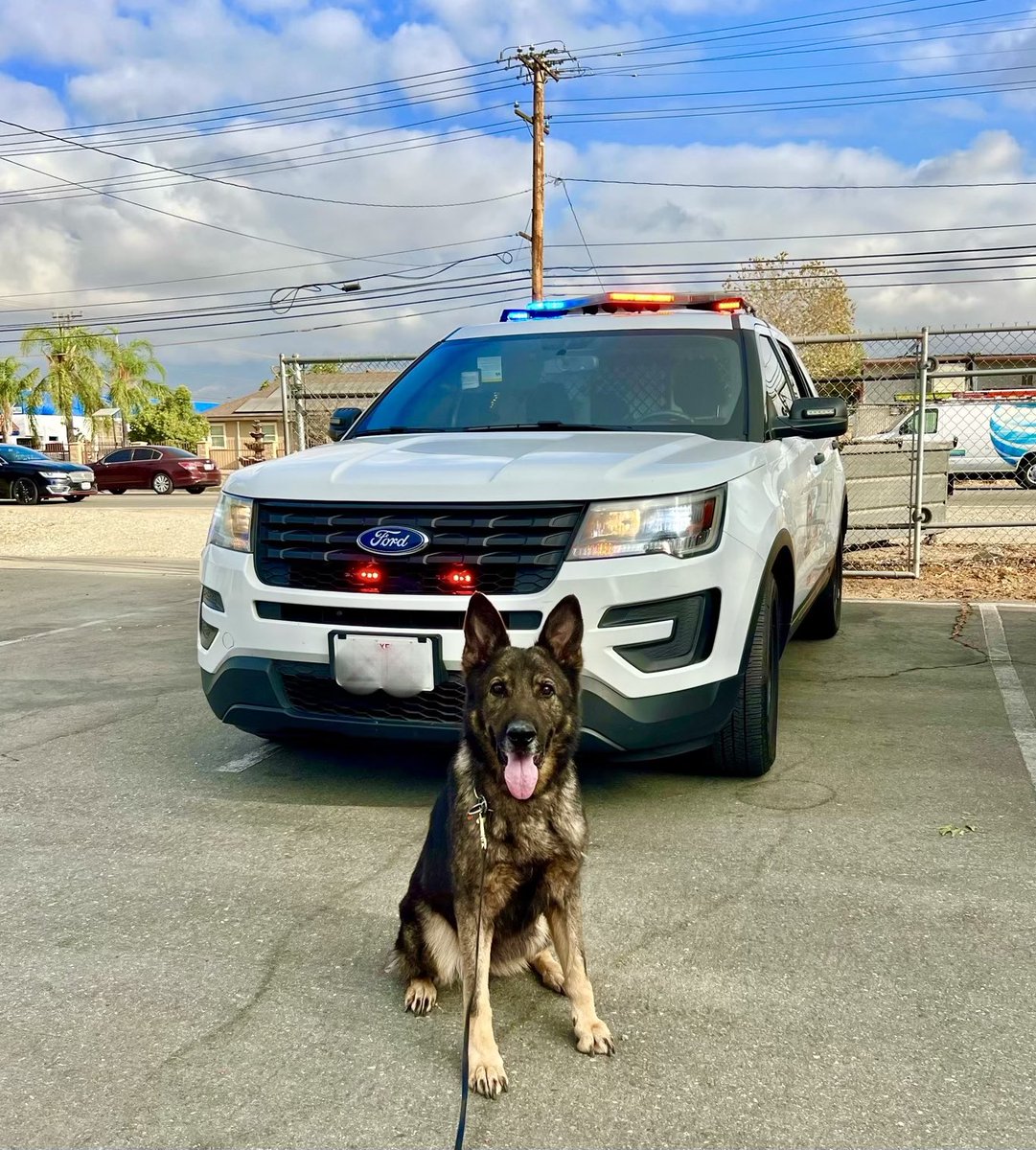 Lillian L. Carranza🇺🇸 (@lapdcarranza) on Twitter photo Here is #K9 #Keisa! As proud & beautiful as ever. She just got recertified and of course passed with flying colors!!!🚔🐕🐾🚀 <a href="/LAPD_GND_K9/">GND K9</a> Back to patrolling the streets of Los Angeles! #LAPD #TheNoseKnows #Pawpatrol <a href="/lapdmikeoreb/">Michael A. Oreb</a> <a href="/LAPD_GND/">Gang and Narcotics Division</a> Here is #K9 #Keisa! As proud & beautiful as ever. She just got recertified and of course passed with flying colors!!!🚔🐕🐾🚀 <a href="/LAPD_GND_K9/">GND K9</a> Back to patrolling the streets of Los Angeles! #LAPD #TheNoseKnows #Pawpatrol <a href="/lapdmikeoreb/">Michael A. Oreb</a> <a href="/LAPD_GND/">Gang and Narcotics Division</a>