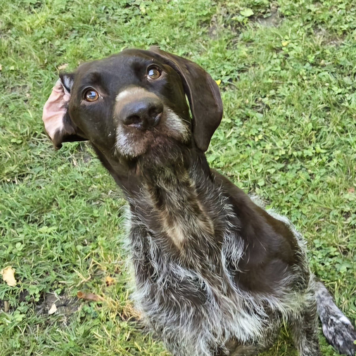 From my dog Moose: To all on the #pajobmarket, be yourself and let your nerdy interests shine! You're amazing and talented, even if your ear flips inside out sometimes...