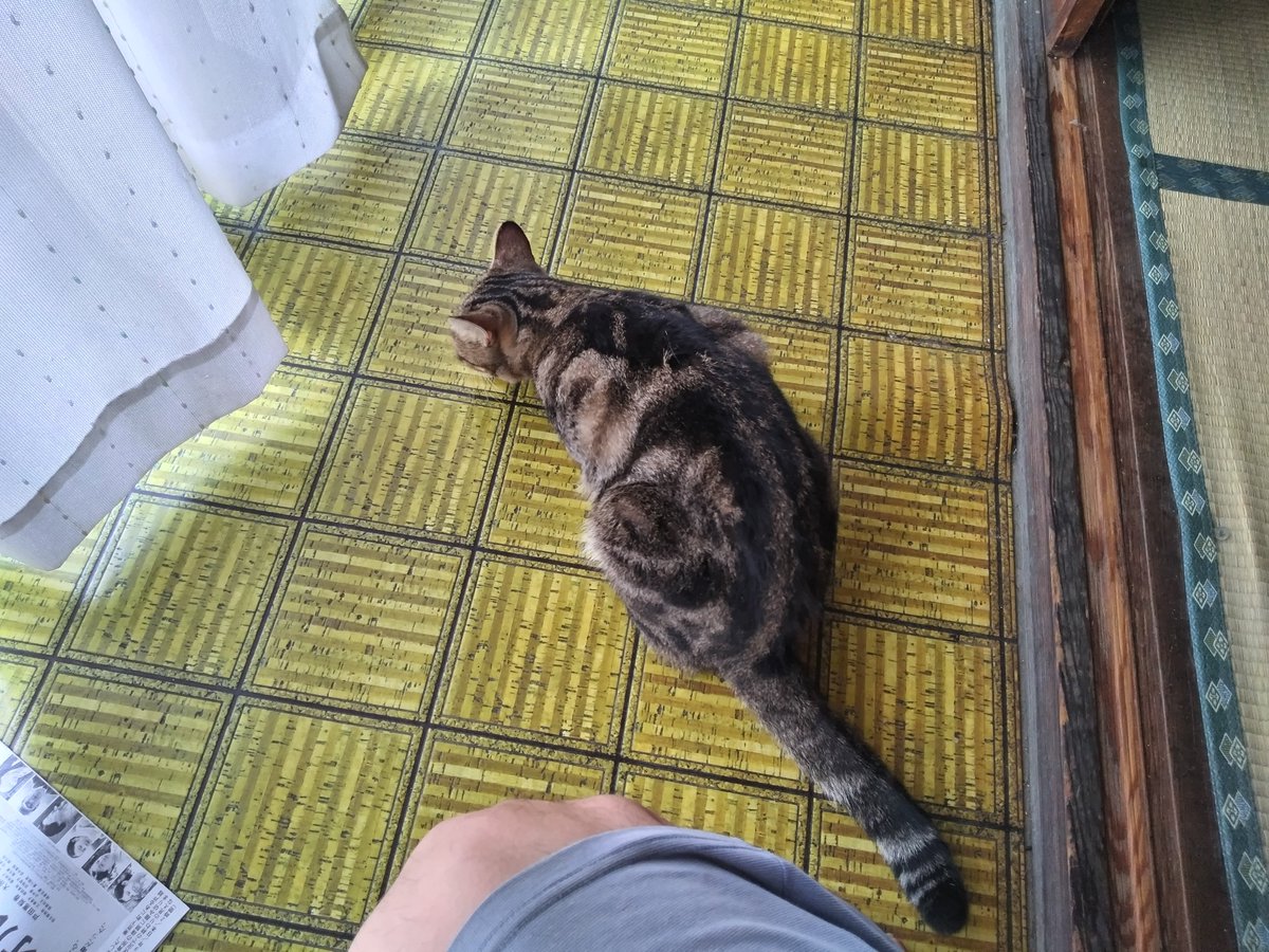 猫 の しっぽ は

アンテナ📡   

だよね

🐱🐾🐾

外  みてるよね～