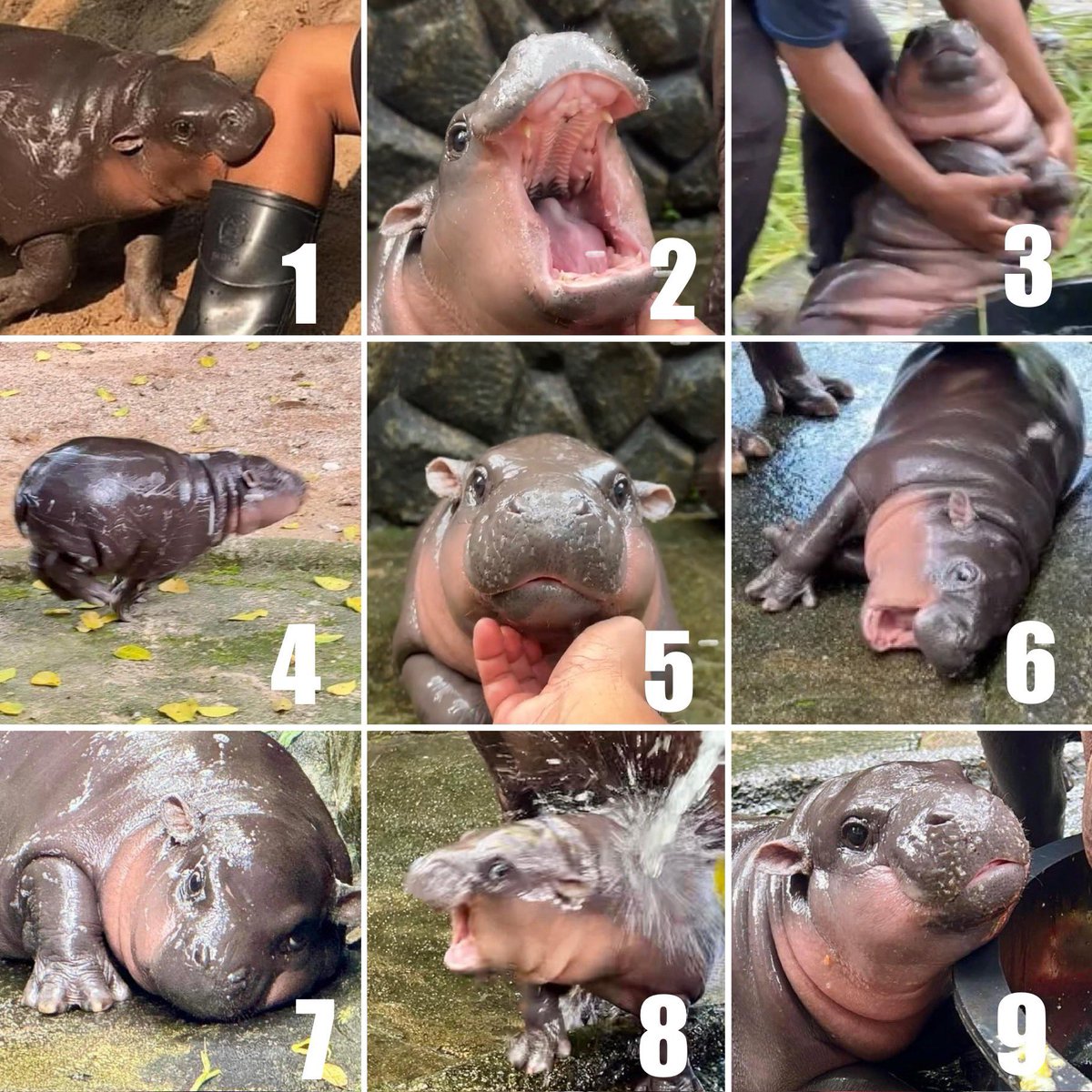 Which Moo Deng are you today?