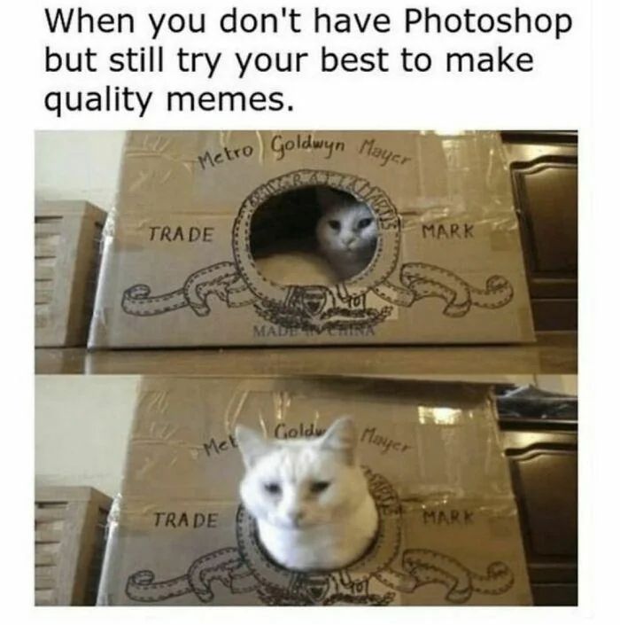 WholesomeMeme's tweet photo. https://t.co/CNHzeYvdje