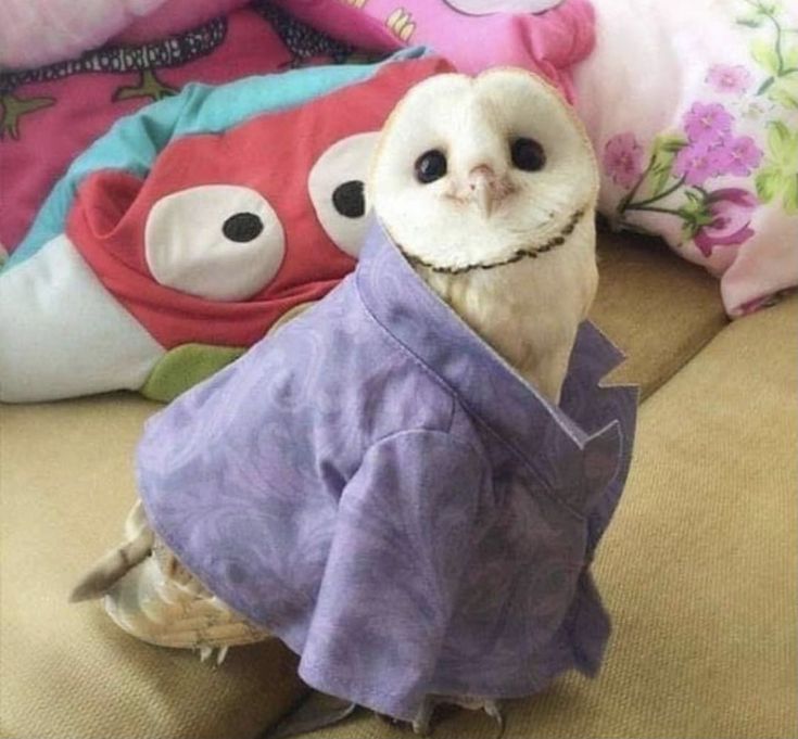 animals_twts's tweet image. 