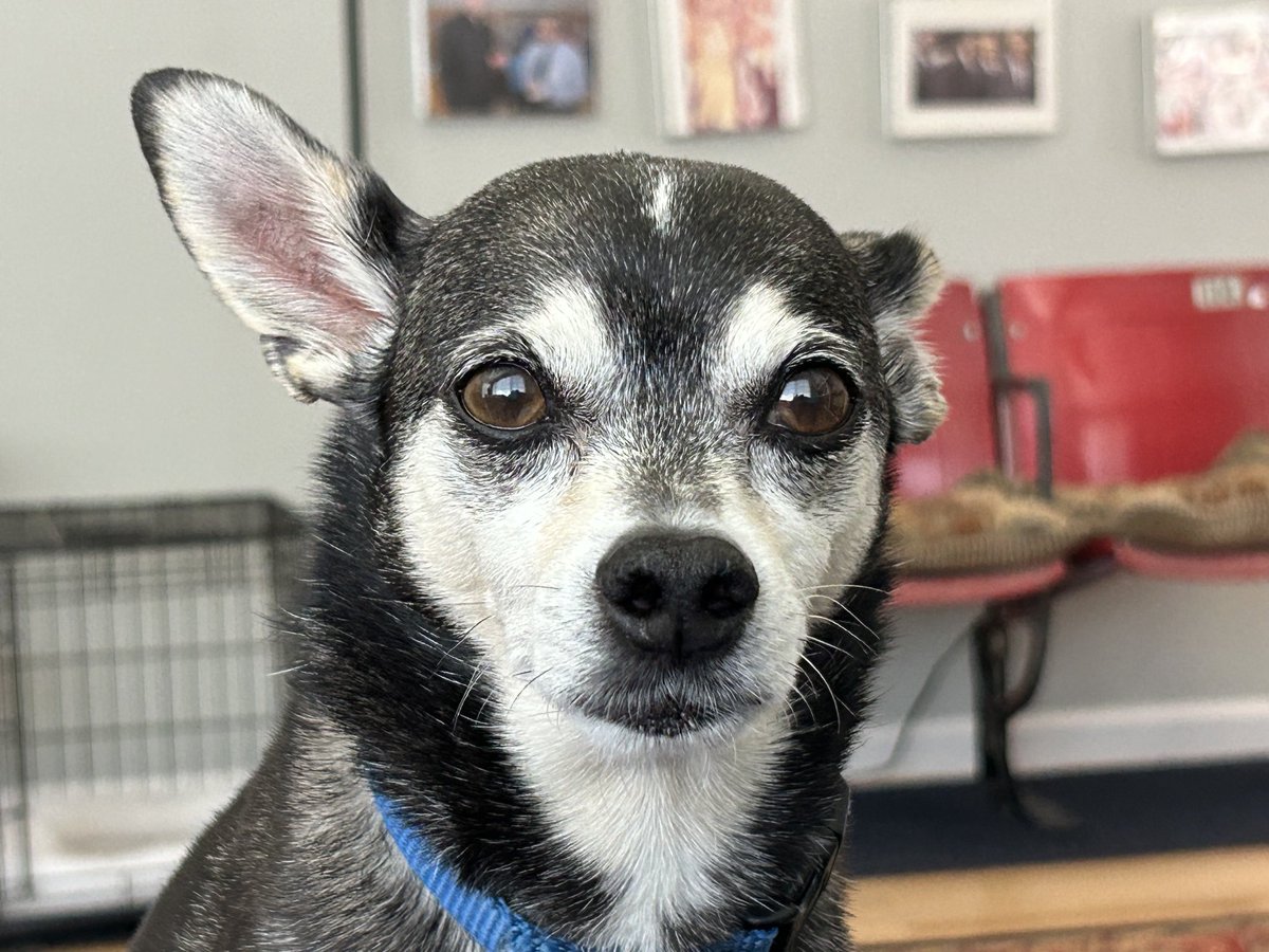 LarryAltman's tweet image. ⁦@NicolleDWallace⁩ Sorry, but peanut and I nodded off during the second hour. That’s because we watched ⁦@Morning_Joe⁩