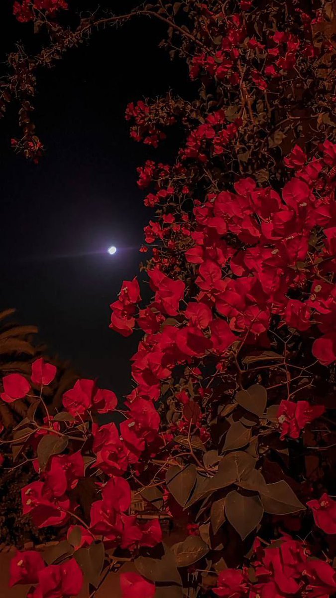 يتني كثر ما اتخيلك اقدر اشوفك .

#قمر_الليله 
#تصبحون_على_ما_تتمنون