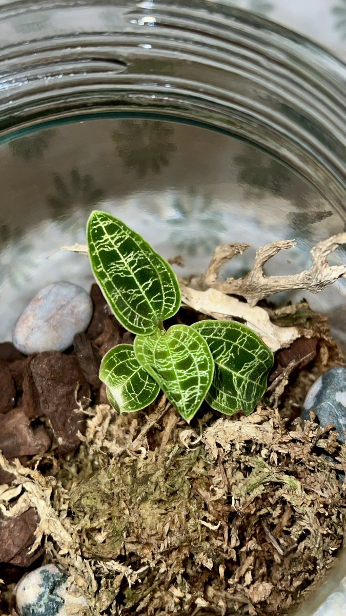 baby thai constellation and a jewel orchid in an open terrarium that I built 🥹 caring for plants has really brought me comfort since learning to live with a disability. I have close to 60 plants!! just want to brighten someone’s timeline with some cool plants :)