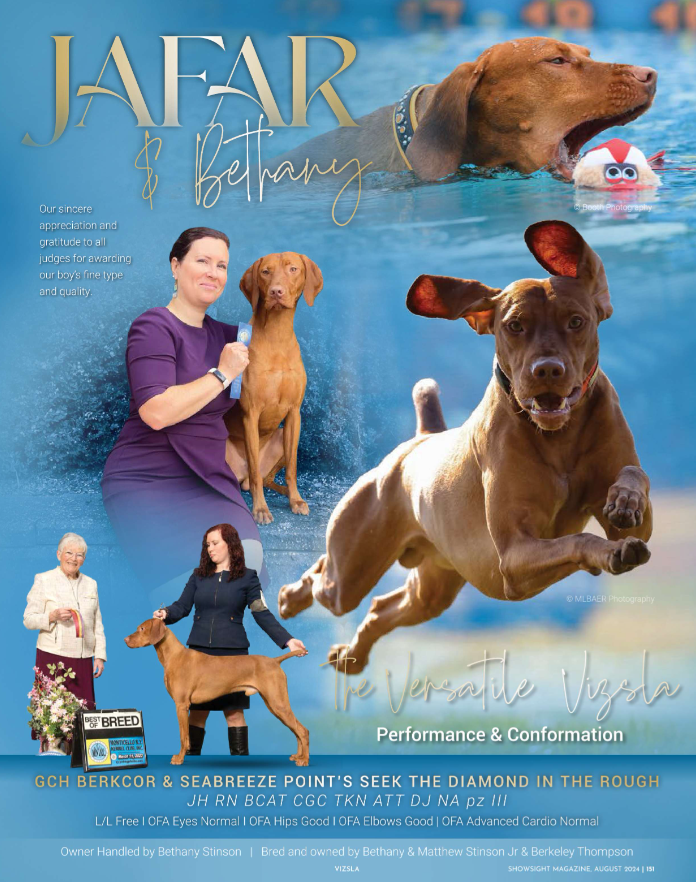 Showsight's tweet image. GCH BERKCOR &amp;amp; SEABREEZE POINT'S SEEK THE DIAMOND IN THE ROUGH

Say Hi to Jafar &amp;amp; Bethany💙

Owner Handled by: Bethany Stinson
Bred &amp;amp; Owned by: Bethany &amp;amp; Matthew Stinson, Berkeley Thompson

showsightmagazine.com/bethany-stinso…

#vizsla #ownerhandler #purebreddogs #dogshow #showsightmag