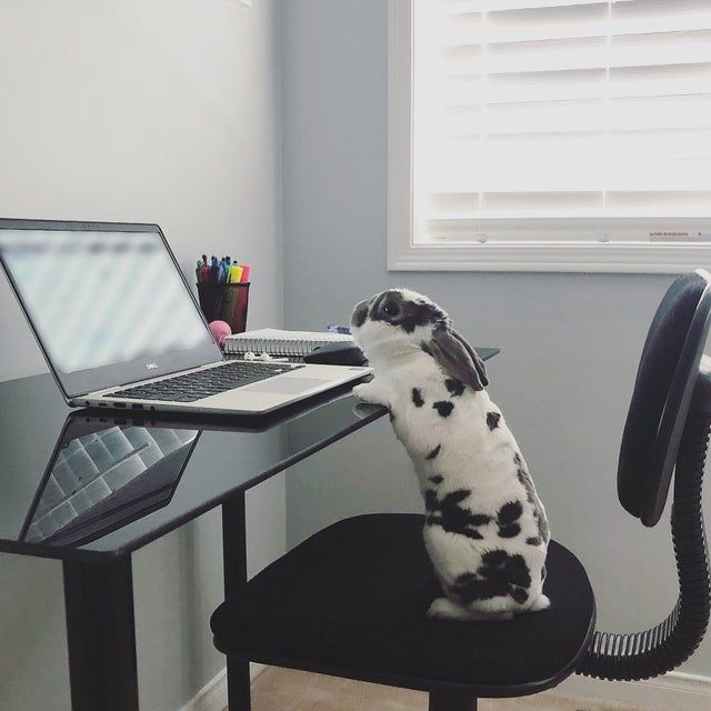 bunny deku pics (@bunydeku) on Twitter photo 