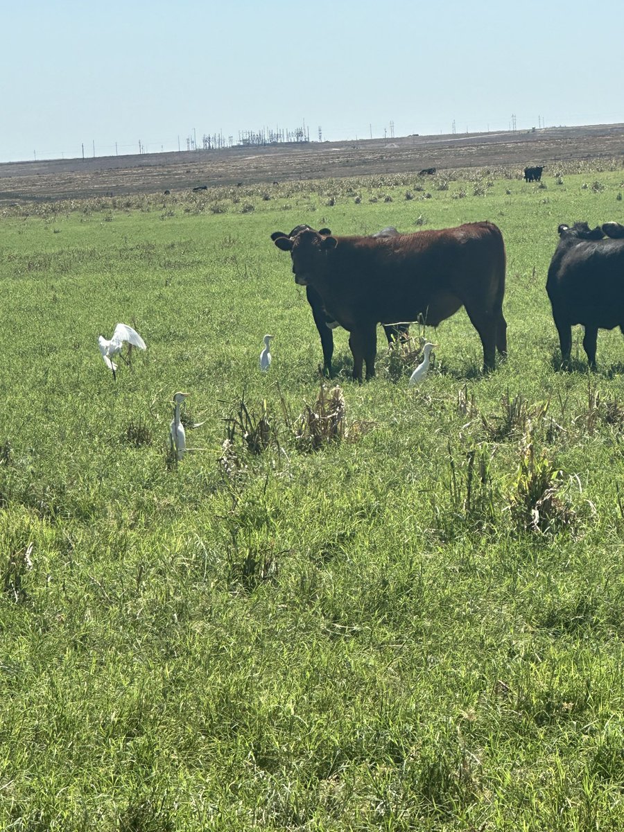 Grazing with the birds!!!