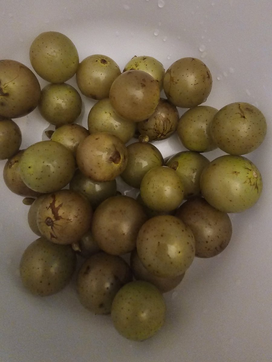 joyasinanoun's tweet photo. I'm so happy right now.. its the simple things. #muscadines https://t.co/em1fU77KsZ