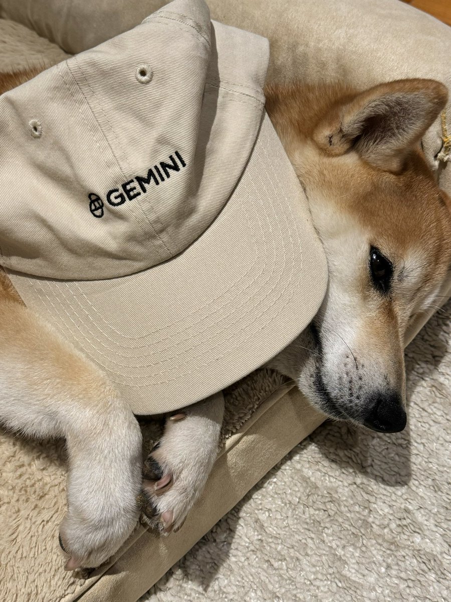 Gemini's tweet photo. it’s Singapore intern’s doge approved https://t.co/J2y7BaOQpe