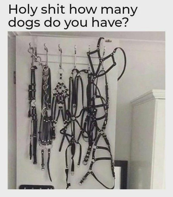 nyxxxbdsm's tweet photo. When they ask how many dogs I have ... Should I answer or just smile? 
#BDSM #KinkCommunity #PetPlay #KinkyAF #NSFW #FetishArt #AdultHumor #ExplorePage #KinkyMemes #BDSMFun #FetLife #Bondage https://t.co/MWMBQlFtgm