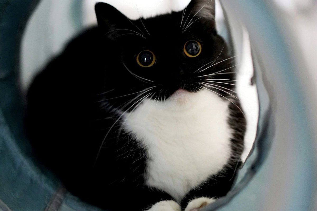 Uni ate a whole chicken today?