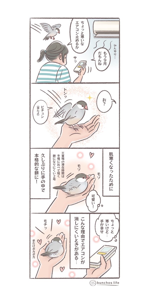 少し涼しいくらいが文鳥達との距離が縮まりやすい(о'∀`о)
#文鳥 
#4コマ漫画 