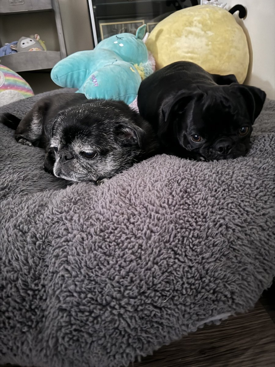 CocothePug2 tweet media