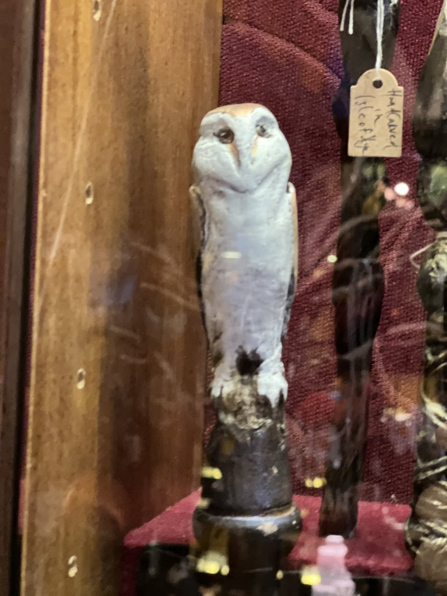 Mack_MazdaX's tweet image. Just wow #owl #synchronicity at #spellbox Melbourne 🧡🦉🧡