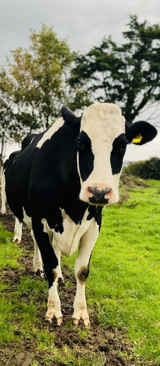 MTU_Biophotonic's tweet photo. Apply now for a 4-year #TURISE (MAPBIO-MILK) #PhD scholarship
@MTU_Biophotonic @MTU @BPSMTU @Shannon_ABC @cappa_ie @VenkataVBYal
MAPBIO-MILK PhD will explore #bioextracts and #biosensors for #cowhealth
#euinmyregion #animalhealth #COWS #biosensors https://t.co/3Lhj94GjCM