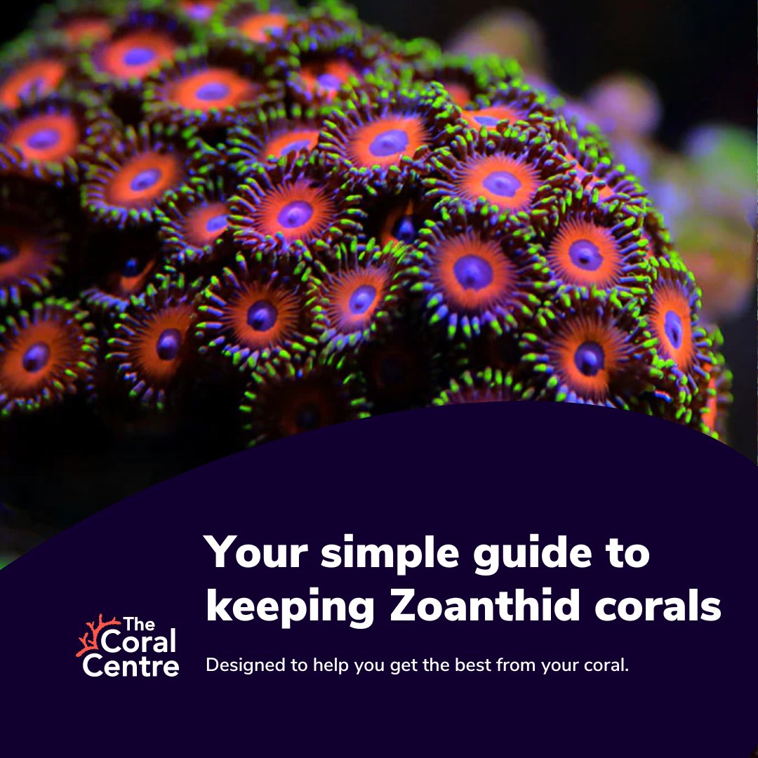 Zoanthids are a vibrant addition to any reef tank, but proper care is essential to keep them thriving. From acclimating slowly to feeding with Vitalis Soft Coral food, we’ve got you covered. 

📖 Check out our full care guide here: heyor.ca/Y3WZ4I