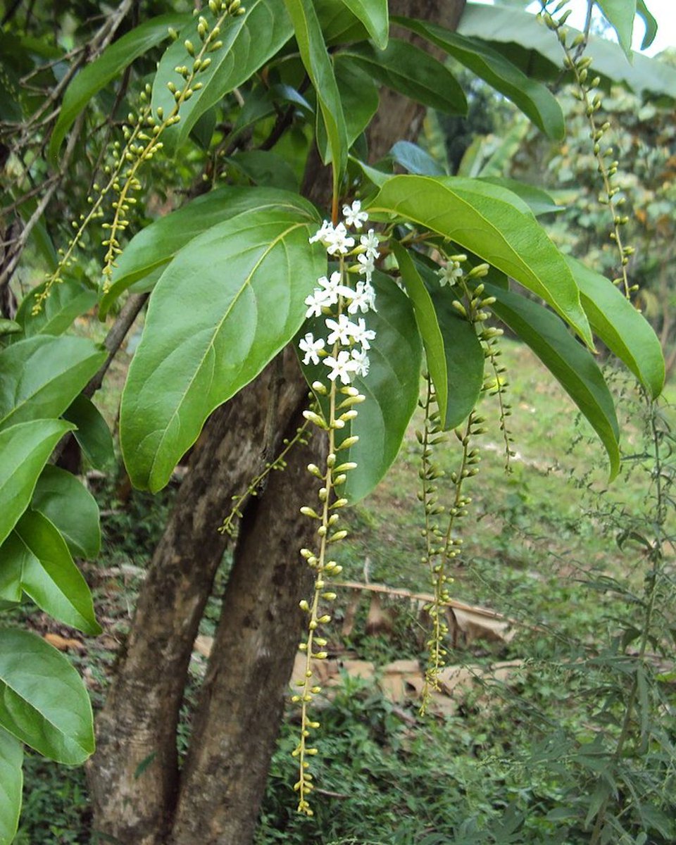 Citharexylum spinosum, commonly known as Fiddlewood, is a versatile addition to a native plant garden. It’s an evergreen shrub or small tree, prized for its fragrant white flowers and attractive, fleshy berries. (photo by Vinayaraj)

#nativeplants #wildflowers