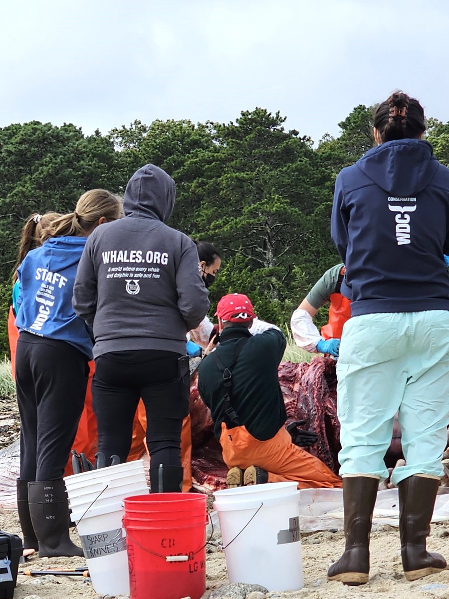 We responded to a second deceased minke in just 6 weeks. Read here👇🏼
us.whales.org/2024/09/25/wdc…