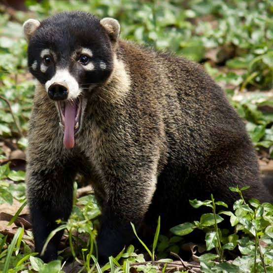 RealGreatGazoo's tweet photo. @WildcatAgenda you know what we got, you definitely dont got? 

These weird things. https://t.co/RGequZKpeX