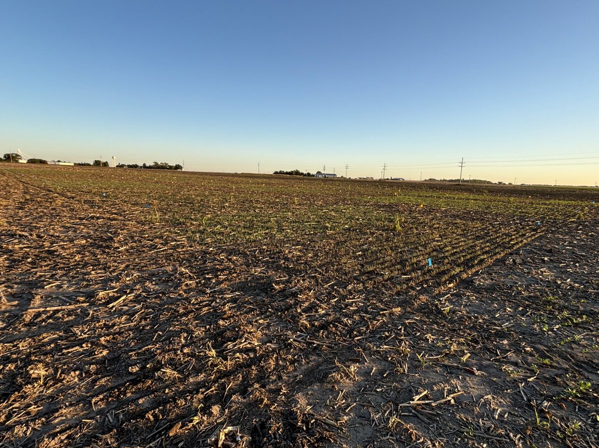 SWKSAgronomy's tweet photo. Did you know that @KStateWKREC conducts Hay and Silage Variety Tests every year in Garden City, Hays, and Belleville? Triticale, rye, and wheat are all up and growing at the Garden City site! Check out past Hay and Silage Performance tests from @KStateRE: https://t.co/N2vZnMOe2v https://t.co/cGfFZK3RxJ