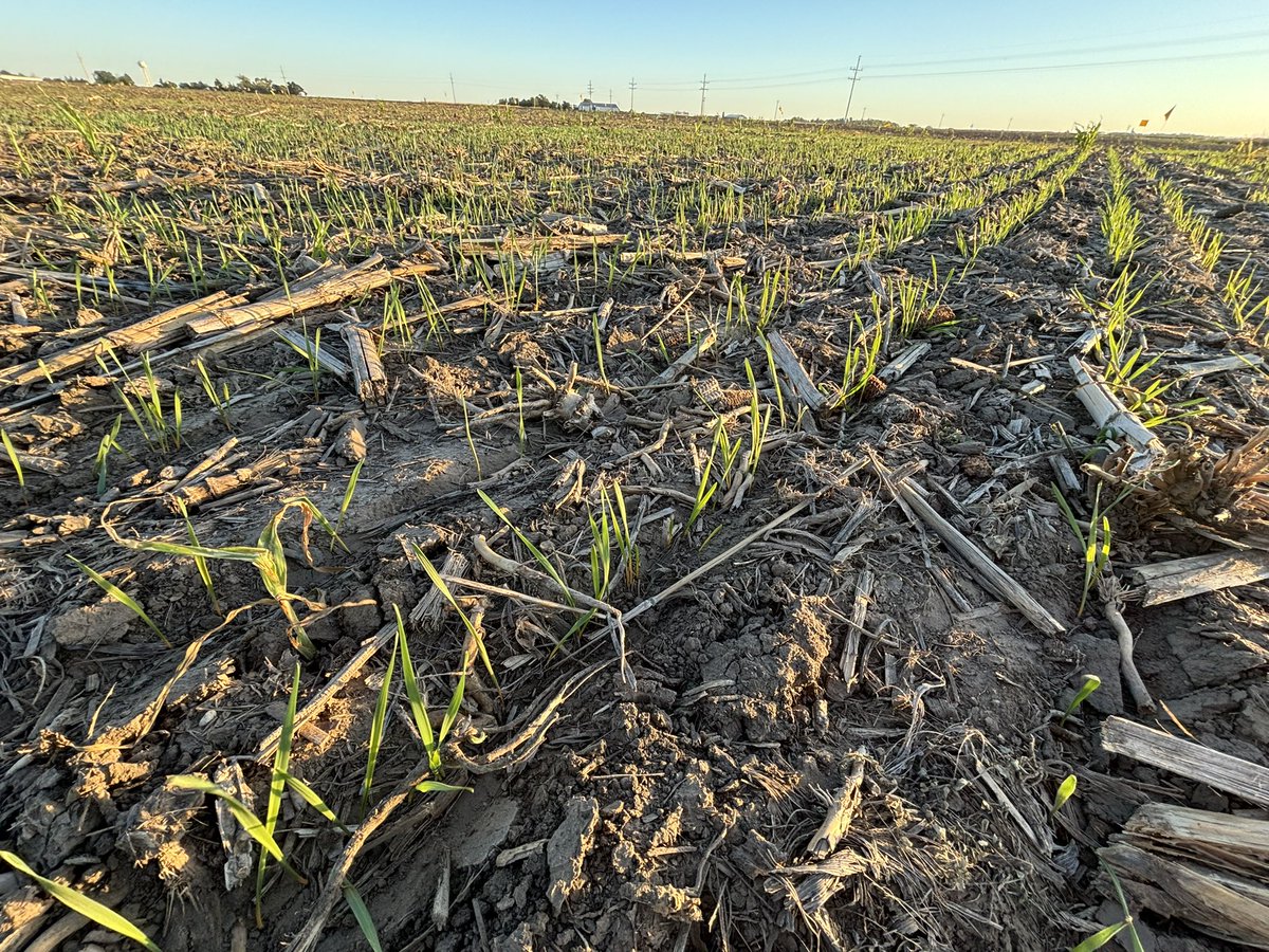 Logan Simon (@swksagronomy) on Twitter photo Did you know that <a href="/KStateWKREC/">WKREC</a> conducts Hay and Silage Variety Tests every year in Garden City, Hays, and Belleville? Triticale, rye, and wheat are all up and growing at the Garden City site! Check out past Hay and Silage Performance tests from <a href="/KStateRE/">K-State Research and Extension</a>: agronomy.k-state.edu/outreach-and-s… Did you know that <a href="/KStateWKREC/">WKREC</a> conducts Hay and Silage Variety Tests every year in Garden City, Hays, and Belleville? Triticale, rye, and wheat are all up and growing at the Garden City site! Check out past Hay and Silage Performance tests from <a href="/KStateRE/">K-State Research and Extension</a>: agronomy.k-state.edu/outreach-and-s…