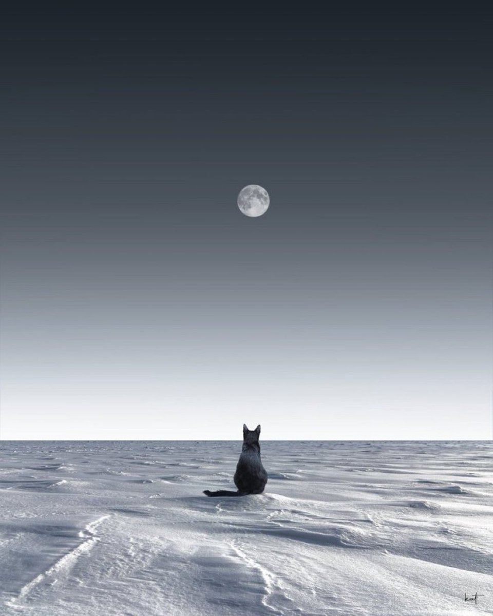 MOON LOVER tweet media