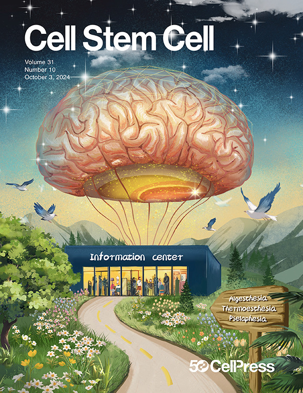 Cell Stem Cell (@cellstemcell) on Twitter photo Our October issue is live! The cover features a story from <a href="/Yangfei_Lab/">Yangfei Xiang</a> making human medullary spinal trigeminal nucleus organoids, the information hub of the brain. Other highlights include a Review from <a href="/Marta_Shahbazi/">Marta Shahbazi</a> @vincentpasque on human development and embryo models, Our October issue is live! The cover features a story from <a href="/Yangfei_Lab/">Yangfei Xiang</a> making human medullary spinal trigeminal nucleus organoids, the information hub of the brain. Other highlights include a Review from <a href="/Marta_Shahbazi/">Marta Shahbazi</a> @vincentpasque on human development and embryo models,
