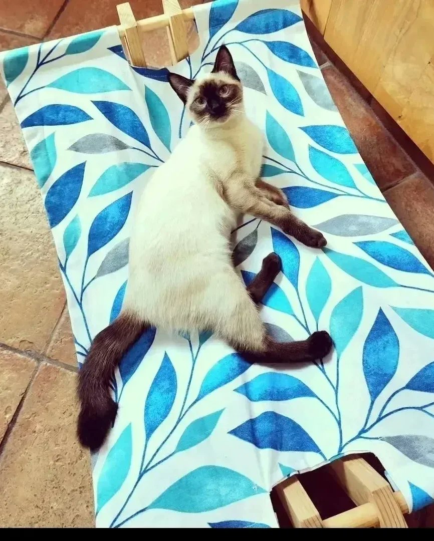 LHamacats's tweet photo. @tamarataurina Dicen unos amigos que descansaría más mejor en una #Hamacat https://t.co/ALf1zwdL3f