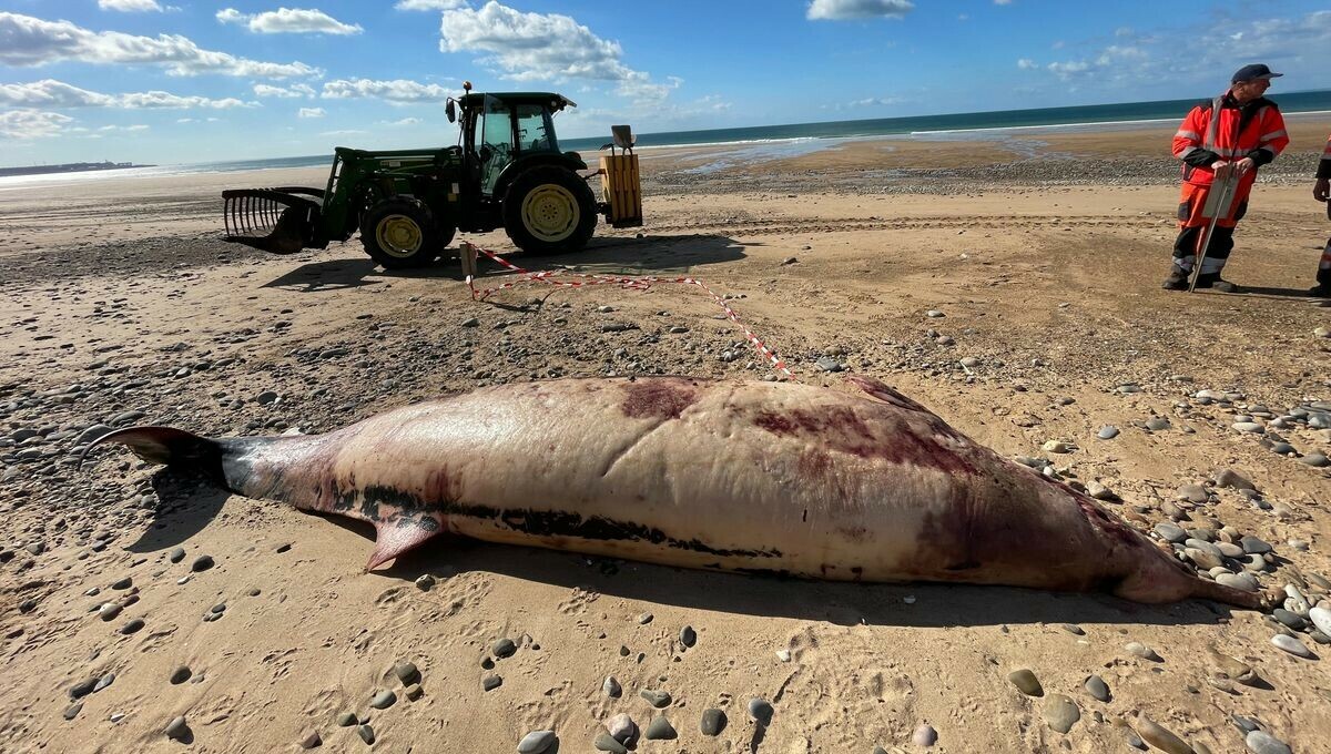 VIDÉO - Une baleine à bec retirée de la plage de Biville, dans la Hague #Manche
➡️ l.francebleu.fr/WkRC