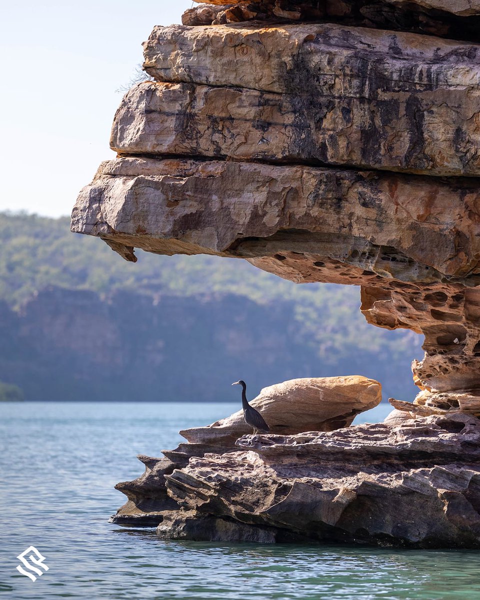 KevinEssar's tweet photo. Go on a safari like no other to Australia's Kimberley Region with Silversea Expeditions. From the ubiquitous saltwater crocs to rock-wallabies, expert guides ensure you see the locals. Contact @DecksAndTreks | @KevinEssar to design your incredible @Silversea travel experience. https://t.co/AGF3hvZtJO